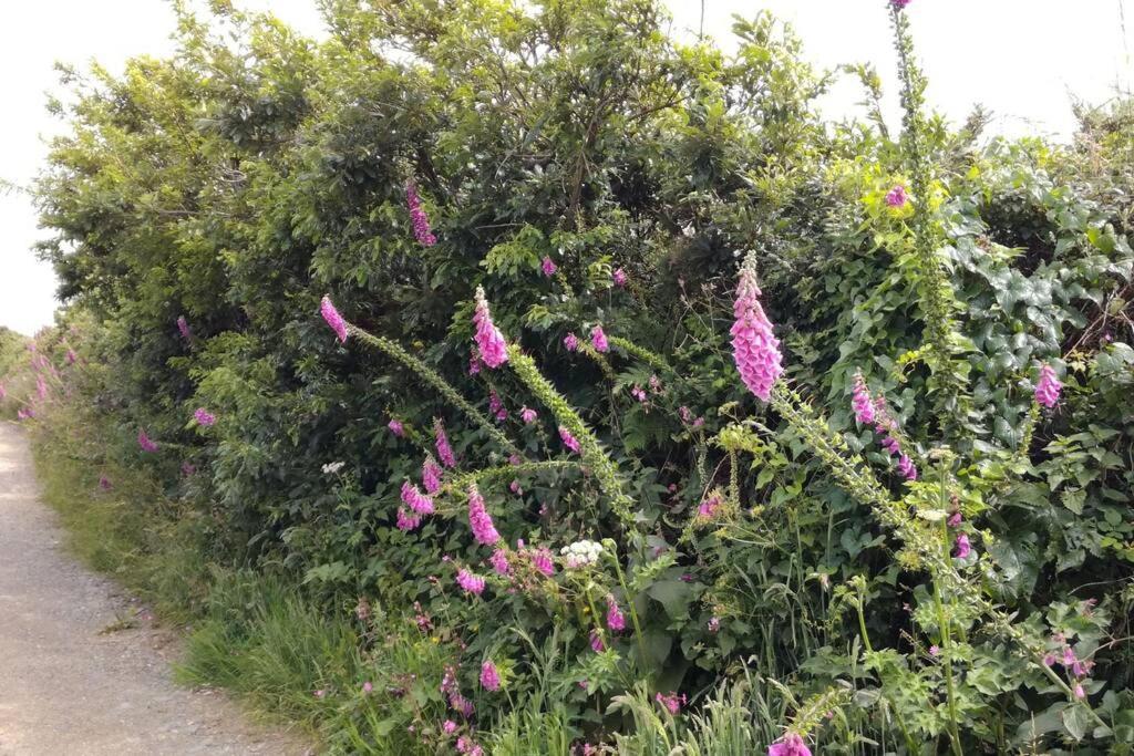 Farm Accommodation - The Lizard Peninsula, Cornwall เฮลสตัน ภายนอก รูปภาพ