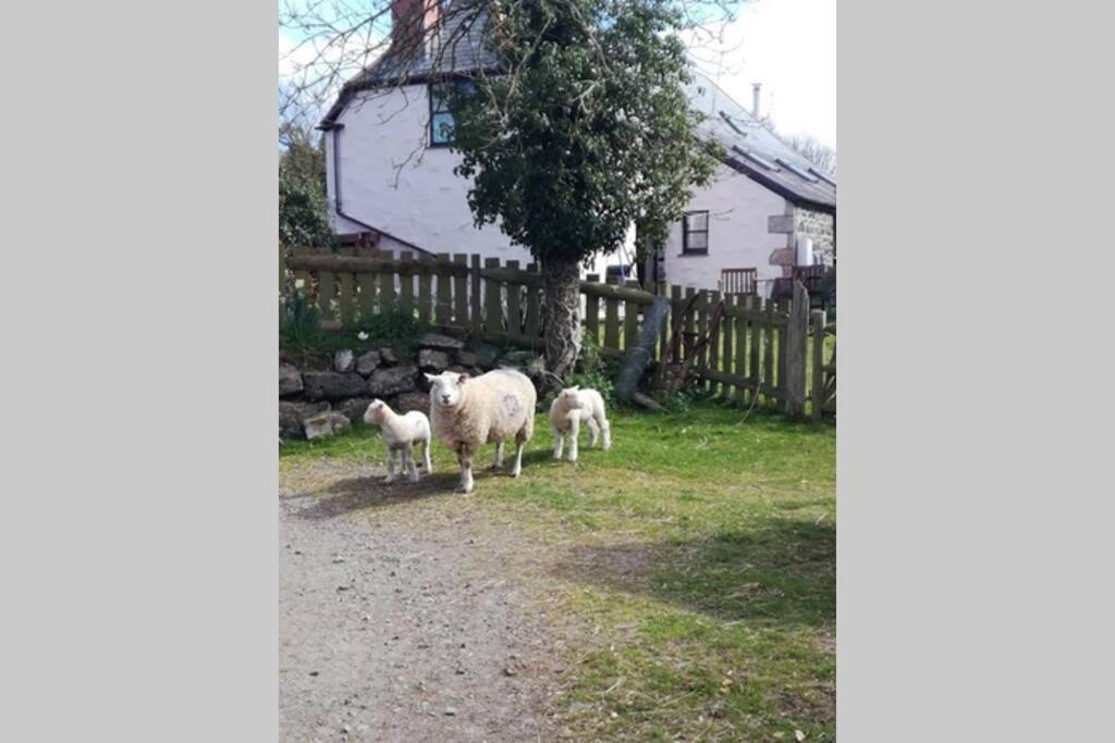 Farm Accommodation - The Lizard Peninsula, Cornwall เฮลสตัน ภายนอก รูปภาพ
