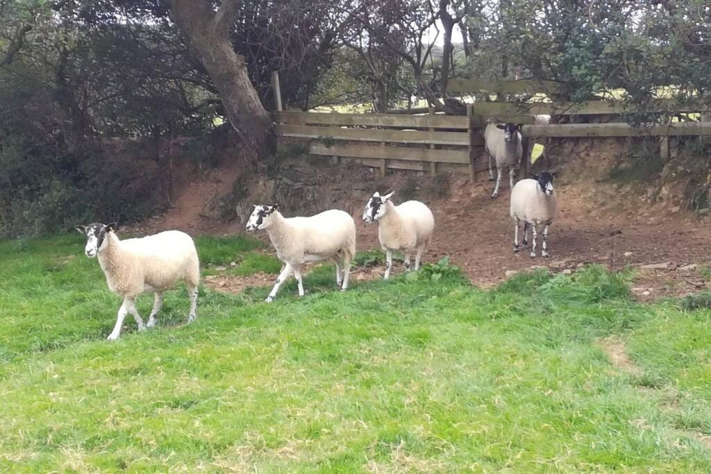Farm Accommodation - The Lizard Peninsula, Cornwall เฮลสตัน ภายนอก รูปภาพ