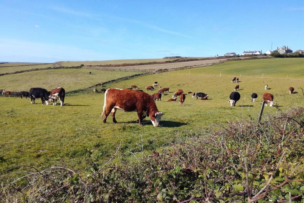 Farm Accommodation - The Lizard Peninsula, Cornwall เฮลสตัน ภายนอก รูปภาพ